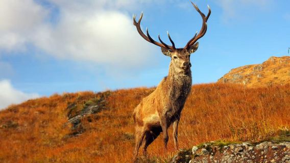Excursión de un día en viaje organizado al lago Ness, el valle de Glencoe y las Tierras Altas de Escocia desde Edimburgo