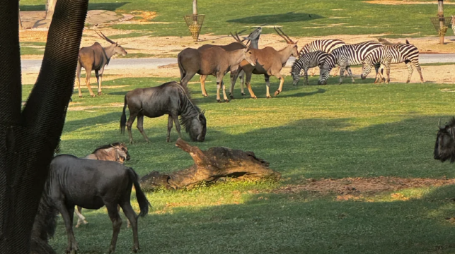 廣州長隆野生動物世界一日遊丨快速出票/親子出行/家庭遊