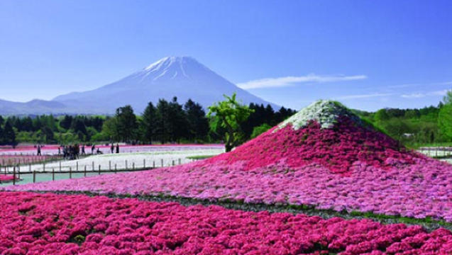 ทัวร์กลุ่มเล็ก 9 คน · ทัวร์ 1 วัน ชมซากุระหญ้าที่ภูเขาไฟฟูจิในโตเกียว ประเทศญี่ปุ่น|มีบริการรับส่งจากโรงแรมให้เลือก + บริการภาษาจีน/อังกฤษ