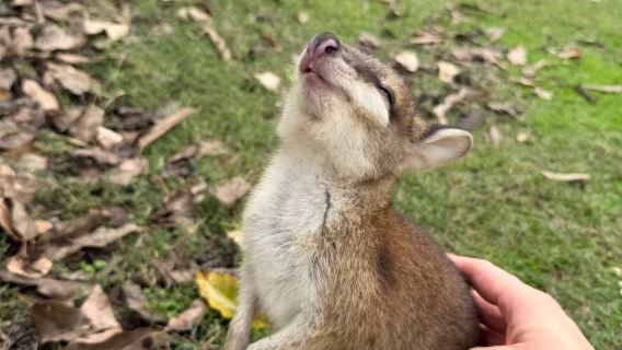 Lawatan Sehari ke Lombong Emas Sovereign Hill - Taman Hidupan Liar Ballarat di Melbourne (tidak termasuk tiket masuk)