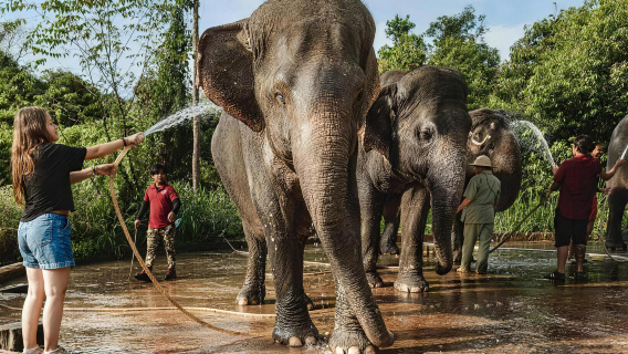 Siem Reap Kulun elephant forest in Cambodia | Rainforest trekking to feed elephant herds + immersive up-close elephant interaction