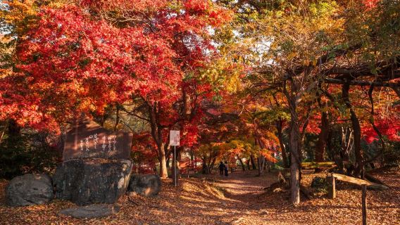Tokyo'dan Hareket | Nagatoro · Chichibu · Hodosan Sonbahar 6 Kişilik Küçük Grup Günübirlik Turu