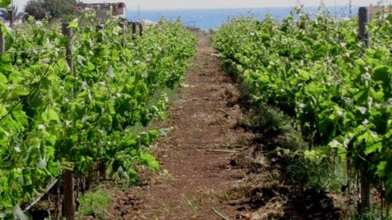 Winery Tour and Wine & Local Food Tasting near Ragusa