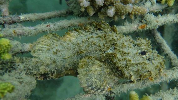 Auckland: Guided Snorkeling Tour and Island Exploration