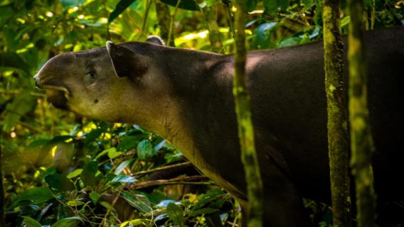 From Uvita: Day Trip to Corcovado National Park by Boat