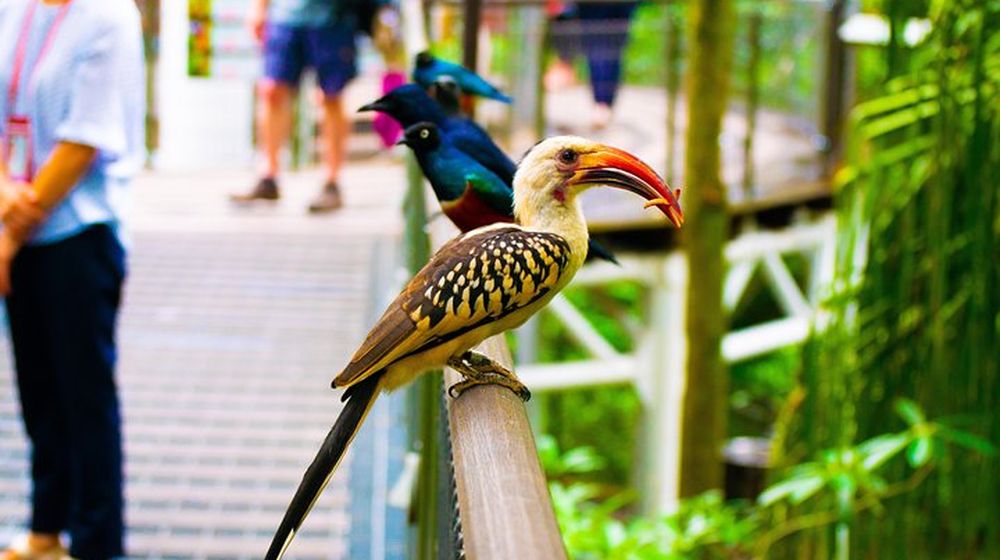 Bird Paradise Awaits