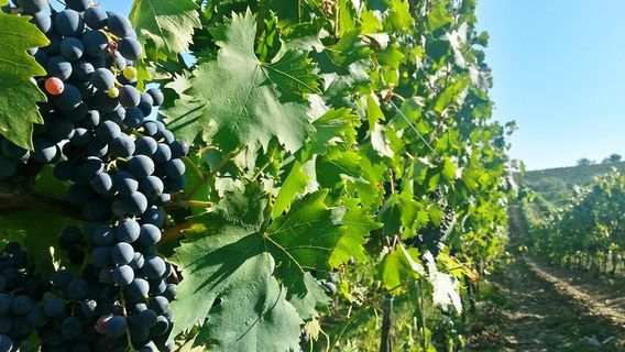 Greve in Chianti