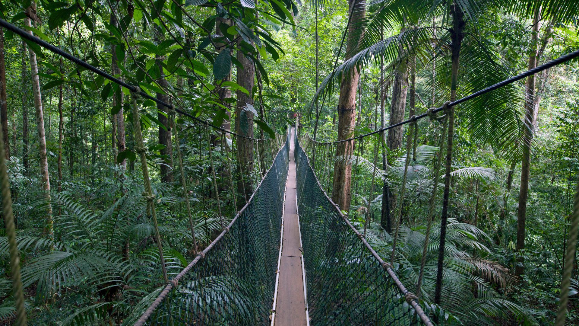 Taman Negara Natur-Tagesausflug mit Lata Berkoh Wasserfällen & Fluss-Expedition
