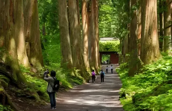 日本戶隱神社一日遊【巨人之森｜千年靈修巡禮聖地】