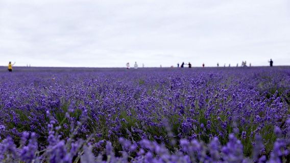 朗塞斯頓日遊