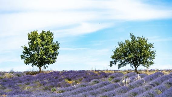索村＋瓦朗索勒：一日暢遊兩大經典普羅旺斯薰衣草田，不留遺憾！