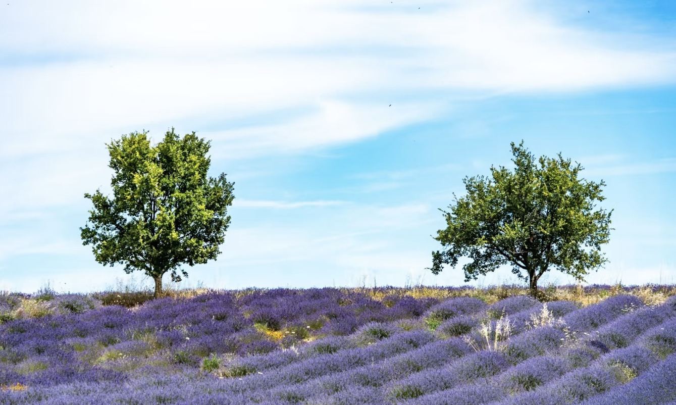 索村＋瓦朗索勒：一日暢遊兩大經典普羅旺斯薰衣草田，不留遺憾！
