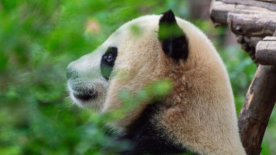 Dujiangyan