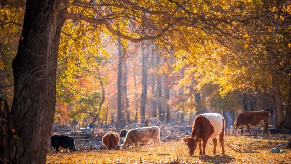 烏魯木齊出發: 喀納斯+賽里木湖+獨庫公路+那拉提 可定制G