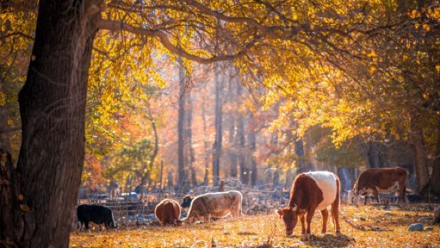 Berlepas dari Urumqi: Kanas + Tasik Sayram + Lebuh Raya Duku + Nalati Boleh Disesuaikan G