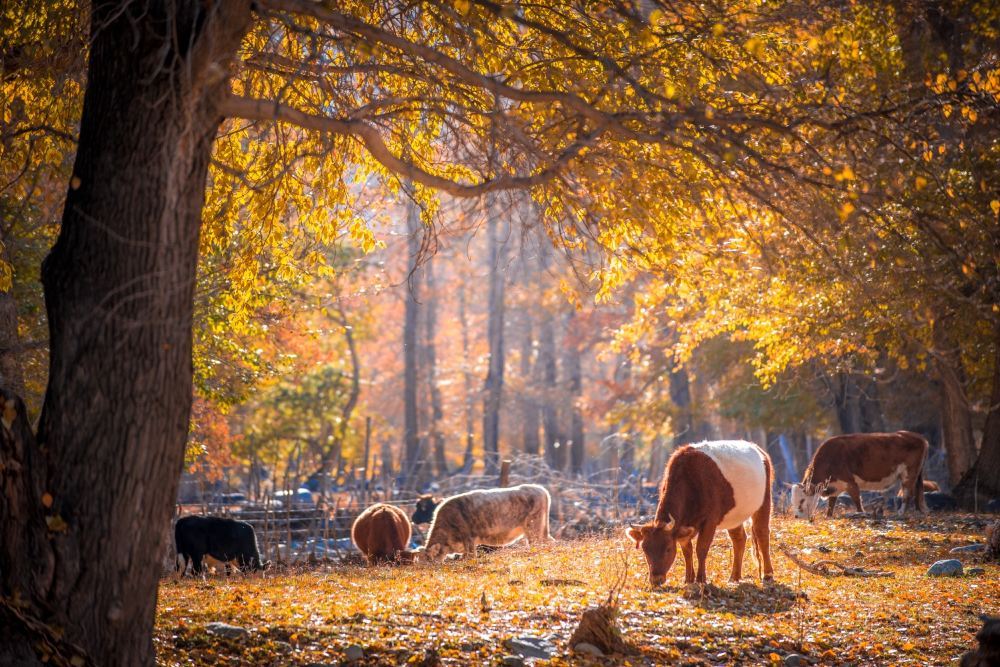 烏魯木齊出發: 喀納斯+賽里木湖+獨庫公路+那拉提 可定制G