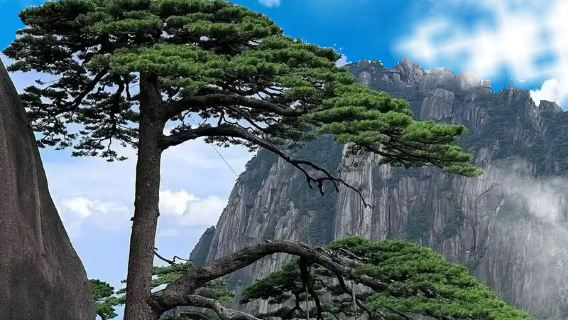 黃山風景區一日遊【可選6人團、免換乘直達索道站】