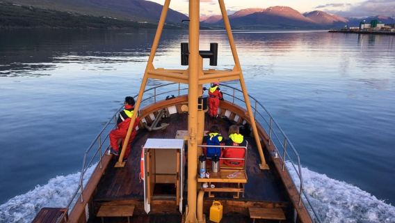 Akureyri: Whale Watching Tour with Transfer from Port