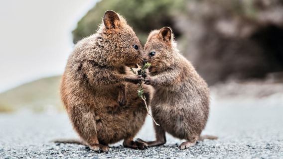 From Perth or Fremantle: Rottnest Island Ferry and Bus Tour