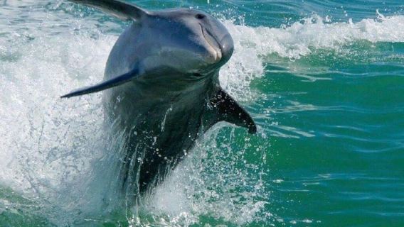 Madeira Beach: Egmont Key Snorkeling and Dolphin Cruise