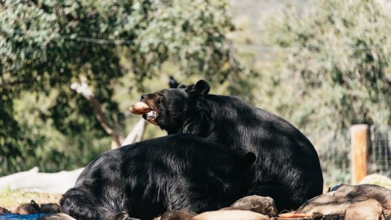 Alpine: Visita guiada al santuario de animales Leones, Tigres y Osos