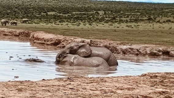 Addo Elephant Park: Safari Tour per incontrare i Big 5 e rimanere soddisfatti