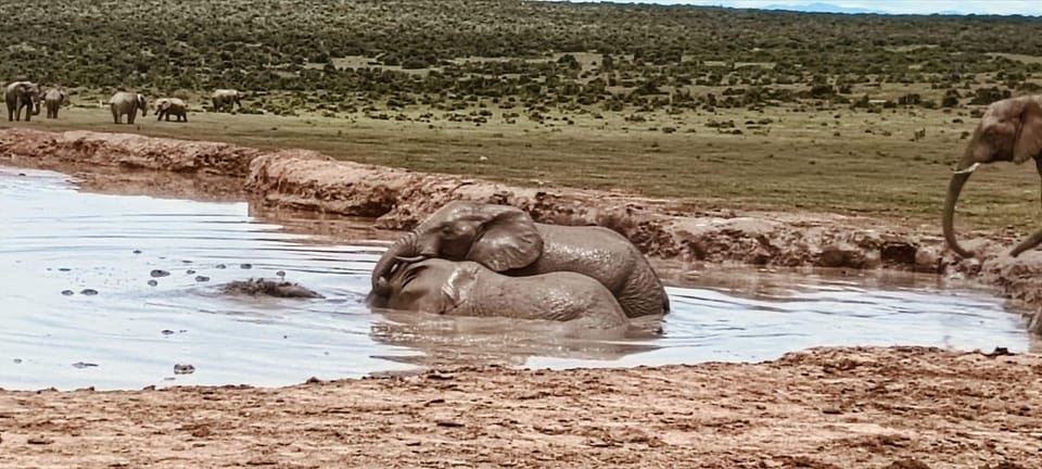 Addo Elephant Park:Safari Tour meet Big 5 to be satisfied