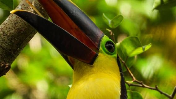 Esquipulas: Trải nghiệm ngắm chim riêng tư