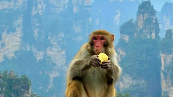 Tour privado de 1 día desde Changsha en tren de alta velocidad - Parque Forestal Nacional de Zhangjiajie - Avatar - Ascensor Bailong - Montaña Tianzi - Visita en profundidad - Guía profesional - Explicaciones interesantes