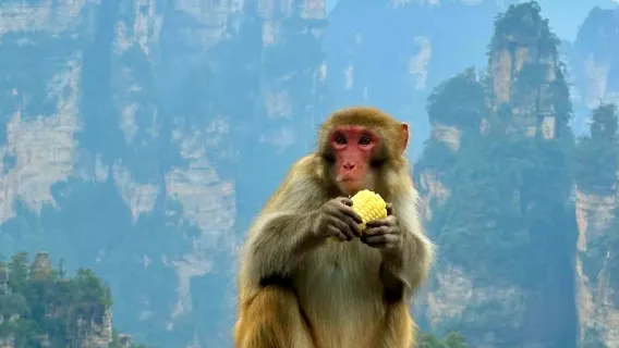 ○ Privater Tagesausflug ab Changsha mit Hochgeschwindigkeitszug - Zhangjiajie National Forest Park - Avatar - Bailong-Aufzug - Tianzi-Berg - Tiefgreifende Erkundung - Professioneller Reiseleiter - Unterhaltsame Erklärungen