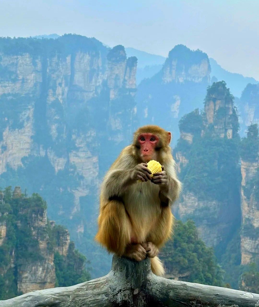 Changsha Departure High-Speed Rail - Zhangjiajie National Forest Park 1-Day All-Inclusive Private Tour - Avatar - Bailong Elevator - Tianzi Mountain - In-Depth Exploration - Professional Guide - Engaging Commentary