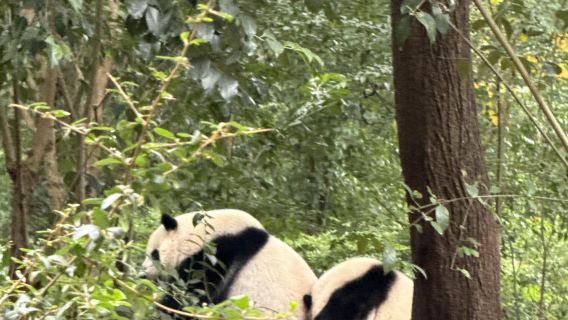 成都ジャイアントパンダ繁殖研究基地+三星堆博物館貸切チャーターワンデーツアー（英語サービス可）