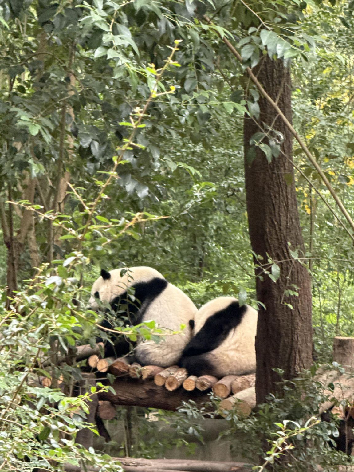 Excursión de un día al Centro de Cría e Investigación de Pandas Gigantes de Chengdu y al Museo de Sanxingdui con servicio de coche privado con conductor y servicio en inglés