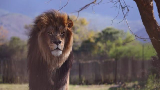 【南非開普敦出發】阿奎拉野生動物自然保護區一日遊-參觀五大獸