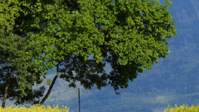 Geneva, Switzerland - Palais des Nations + Old Town + Cathedrale Saint-Pierre Geneve + Ariana Park day tour