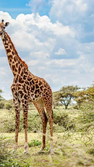 Tour to Nairobi National Park + Sheldrick Wildlife Trust Nursery + Giraffe Centre in Nairobi, Kenya | from 1 person