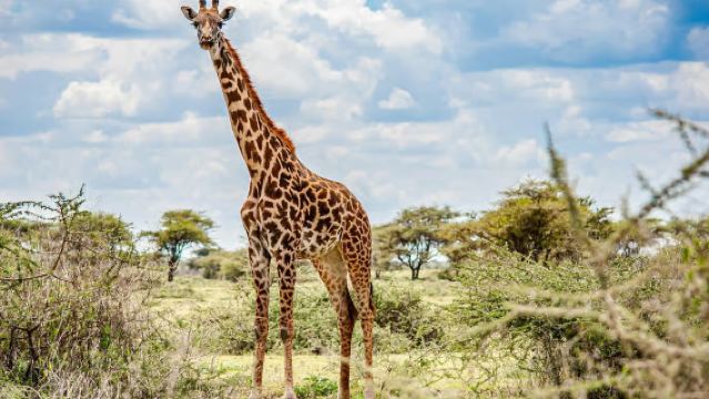 Тур по Найроби (Приют для слонов/Джирафф Сентр/от 1 человека)