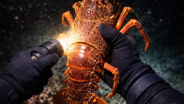 ทัวร์ 1 วันดำน้ำกลางคืนที่ฟิจิ จับล็อบสเตอร์ ชมพระอาทิตย์ตกดิน รวมบริการรับส่ง ปรุงอาหารสดจากปลาที่จับได้ ทันทีที่จับได้ จองขั้นต่ำ 2 ท่าน