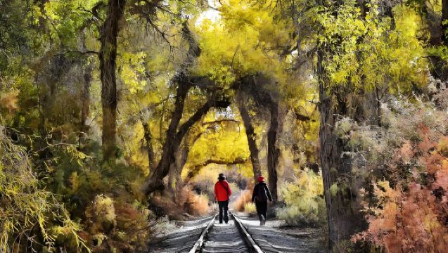 Lawatan Sehari Sewaan Taman Populus Euphratica Tarim Kuqa [Pemandu Berpengalaman+Kereta Persendirian]