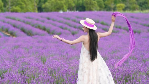 Avignon, France | Visite limitée des champs de lavande de Valensole | Petit groupe + Guide touristique anglophone | Excursion aller-retour