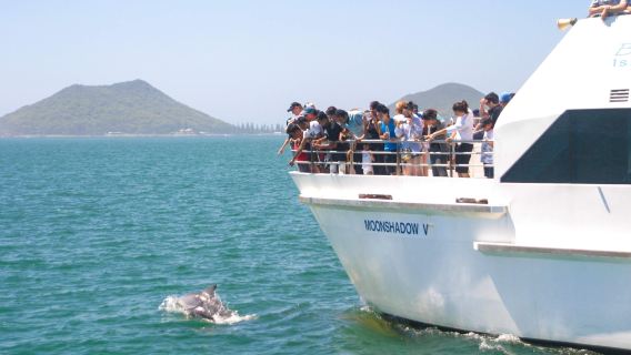 Port Stephens 90 minute dolphin watching cruise adventure | 99% dolphin sighting success rate | Fixed departures at 10:30/13:30 including live commentary + wake net
