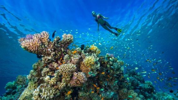 Hurghada dolphin watching (wild dolphin pods + crystal-clear snorkeling waters + professional crew guide)