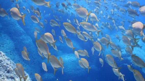 1-Hour Snorkeling Tour in Paraggi Bay, Portofino