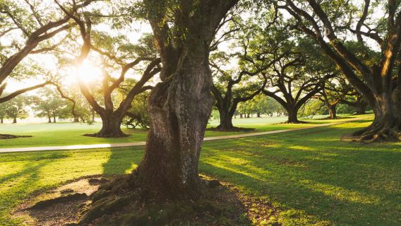 New Orleans: Oak Alley Plantation and Swamp Cruise Day Trip
