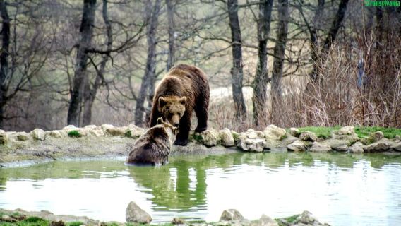 ブラショフ発：クマ保護区とブラン城を訪れよう