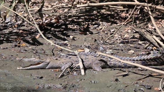 Manuel Antonio wildlife Mangrove Boat Tour with snack