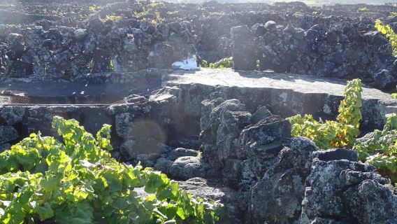 Pico Wine Tours