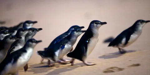 澳洲菲利普島自然公園一日遊【含瑪璐動物園門票/Penguin Parade】