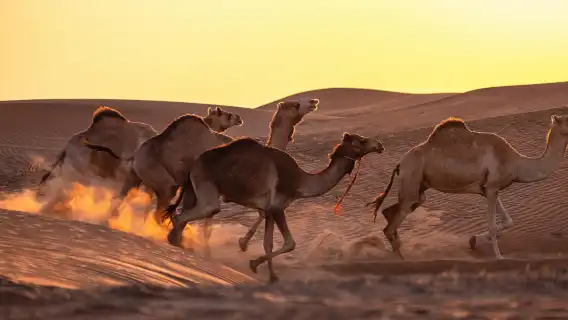 杜拜紅沙沙漠探險、騎駱駝、滑沙與 BBQ 晚餐