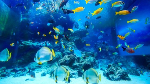 Однодневный автобусный тур по Северной Окинаве, Япония: аквариум Тюрауми, мыс Мандза и деревня Рюкю